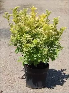 EUONYMUS varié 50/60 C7,5 