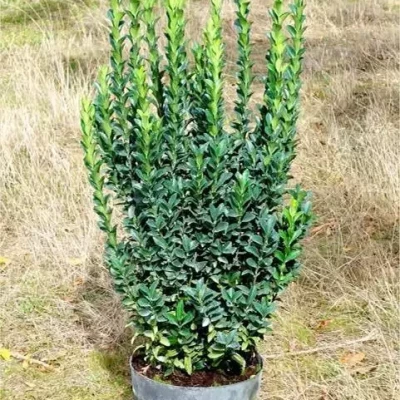 EUONYMUS japonicus J. Hugues 50/60 C7,5 