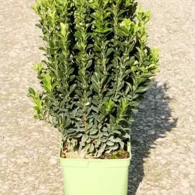 EUONYMUS japonicus J. Hugues 40/50 C5 Rond carré 