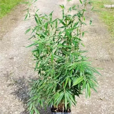 FARGESIA robusta Pingwhu 100/120 C5 Rond carré 