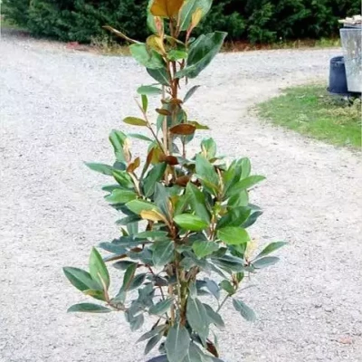 MAGNOLIA grandiflora Little Gem 125/150 C10 