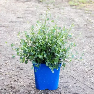 CEANOTHUS impressus Victoria  C5 Rond carré 