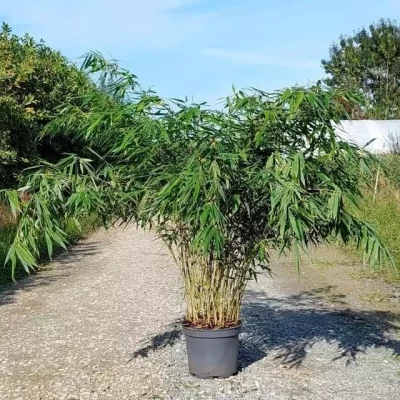 FARGESIA robusta Pingwhu 125/150 C10 