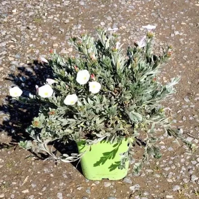 CONVOLVULUS cneorum  C5 Rond carré 