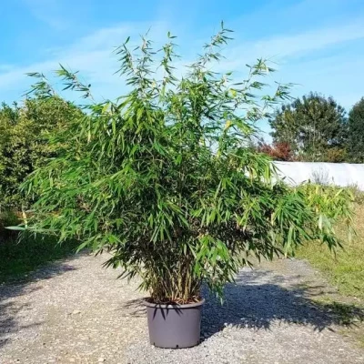 FARGESIA robusta Pingwhu  C20 