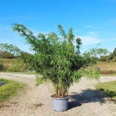 FARGESIA scabrida Asian Wonder  C20 