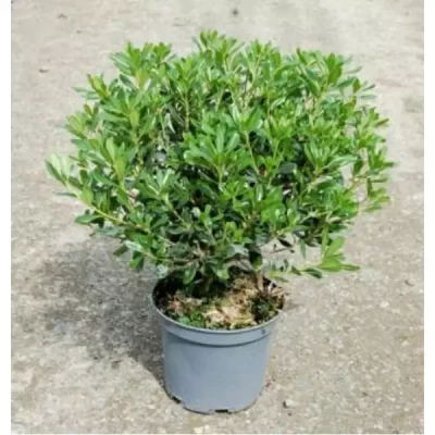 PITTOSPORUM tobira  C10 