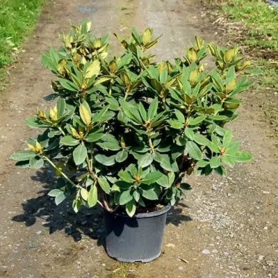 RHODODENDRON hybride varié  C15 