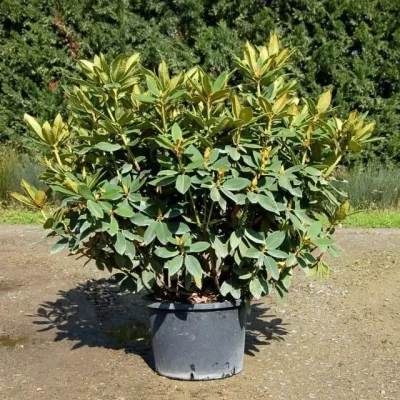 RHODODENDRON hybride varié  C30 