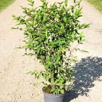 LIGUSTRUM japonicum 80/100 C10 