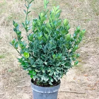 EUONYMUS japonicus Extravaganza  C7,5 