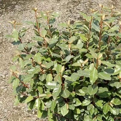 ELAEAGNUS ebbingei Compacta  C15 