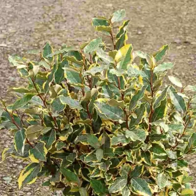 ELAEAGNUS ebbingei Viveleg  C15 