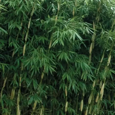 FARGESIA robusta Pingwhu  C4 Rond carré 