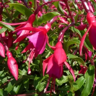 FUCHSIA Bernisser Hardy 40/50 C5 Rond carré 