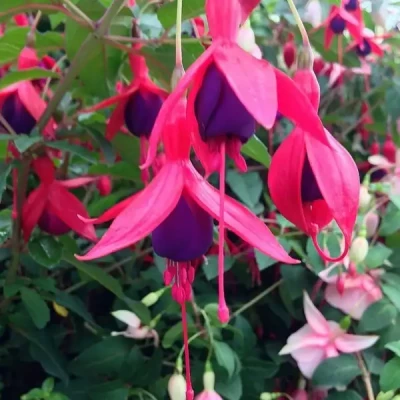 FUCHSIA Mrs Popple 40/50 C5 Rond carré 