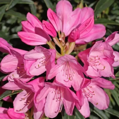 RHODODENDRON hybride Graziella  C7,5 