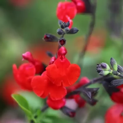 SALVIA microphylla Royal Bumble  C7,5 