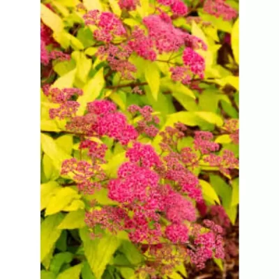 SPIRAEA bumalda Goldflame 30/40 C5 Rond carré 